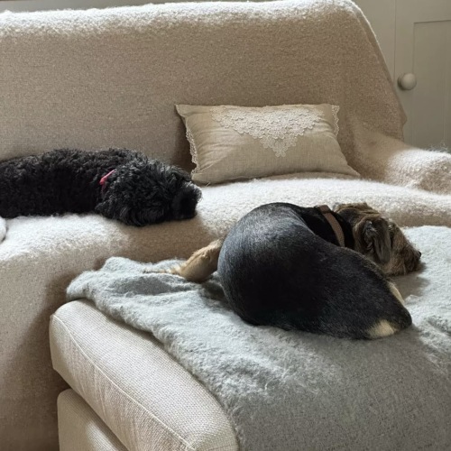 two dogs laying on couches